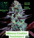 BioTanic-Pro Mimosa Cookies Feminized Sativa 40% Indica 60% Flowering Time Only 55-60 Days Very Fruity XXL