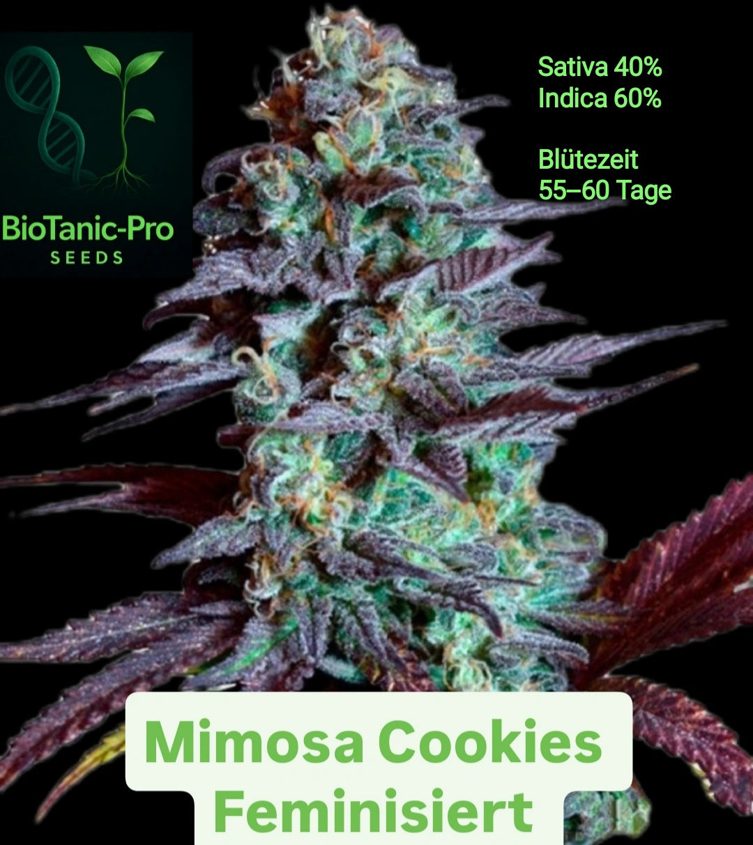 BioTanic-Pro Mimosa Cookies Feminisiert Sativa 40% Indica 60% Blütezeit Nur 55-60 Tage Sehr Fruchtig XXL