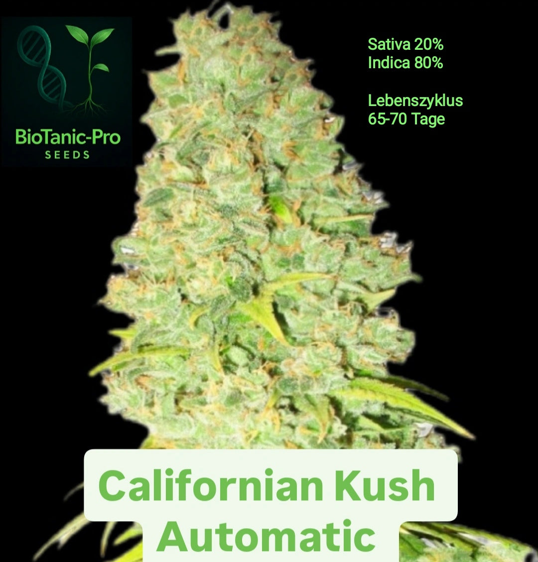 BioTanic-Pro Californian Kush Automatic Sativa 20% Indica 80% Lebenszyklus Nur 65.70 Tage XXL