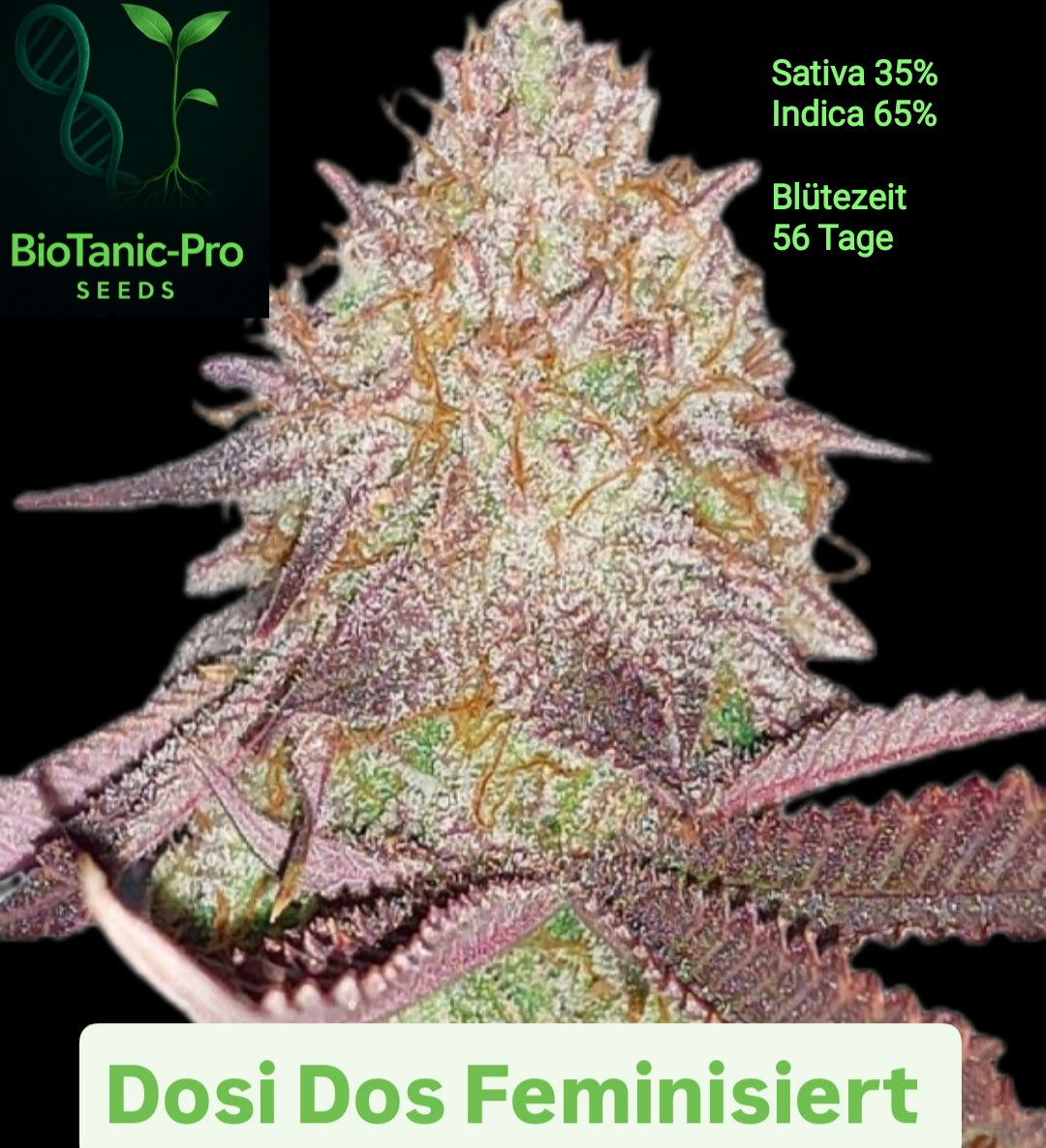 BioTanic-Pro Dosi Dos Feminisiert Sativa 35% indica 65% Blütezeit Nur 55 Tage USA Genetik