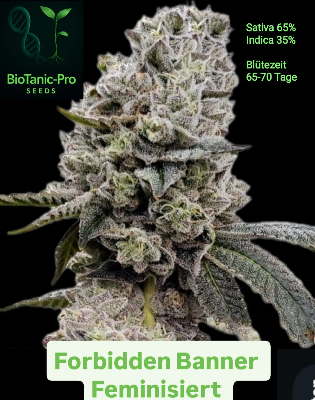 Biotanic-Pro Forbidden Banner Feminisiert Sativa 65% Indica 35% Blütezeit 65.70 Tage USA Genetik