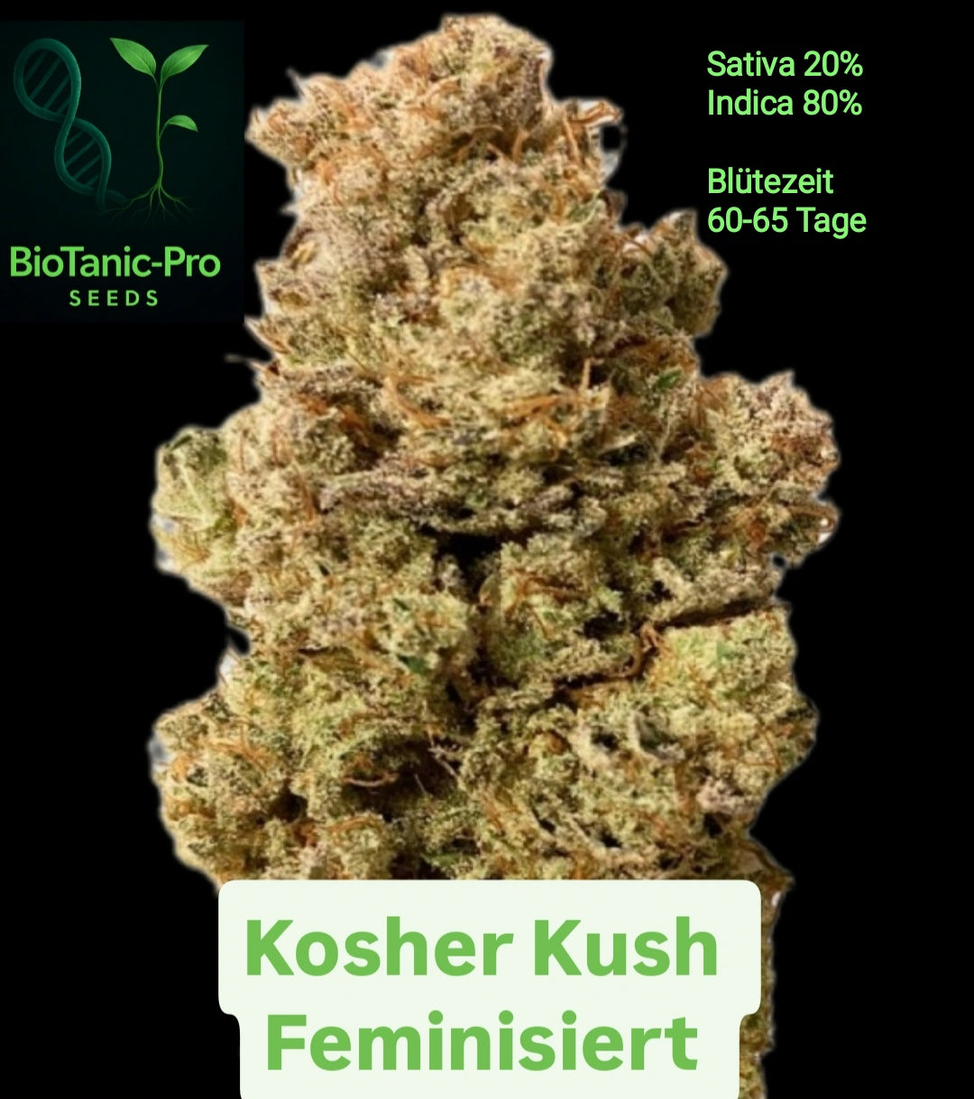 BioTanic-Pro Kosher Kush Feminisiert Sativa 20% Indica 80% Blütezeit  60-65 Tage
