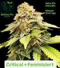 Critical + Feminisiert Sativa 40% Indica 60% Blütezeit Nur 50-55 Tage