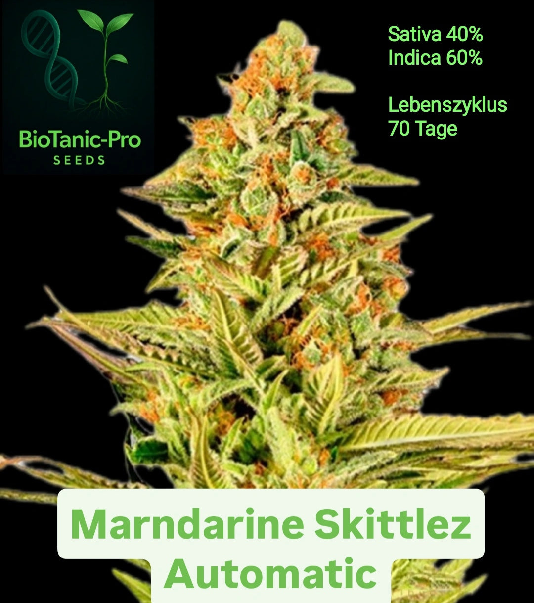 BioTanic-Pro Mandarine Zkittles Automatic Sativa 40% Indica 60% Lebenszyklus 70 Tage