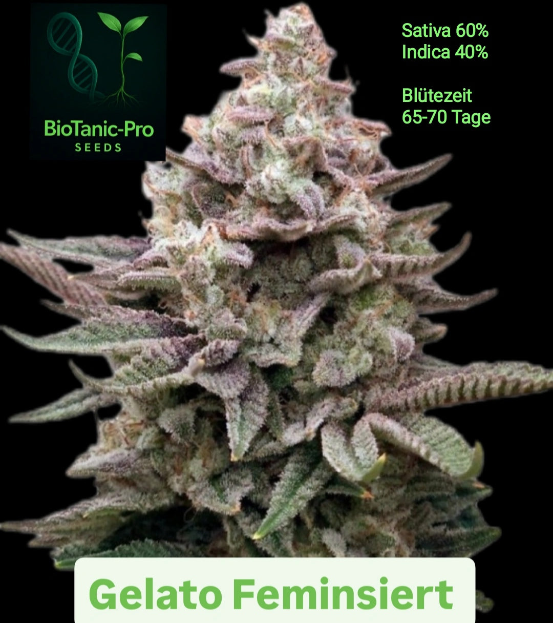 BioTanic-Pro Gelato Feminisert Sativa 60% Indica 40% Blütezeit 65-70 Tage USA Genetik