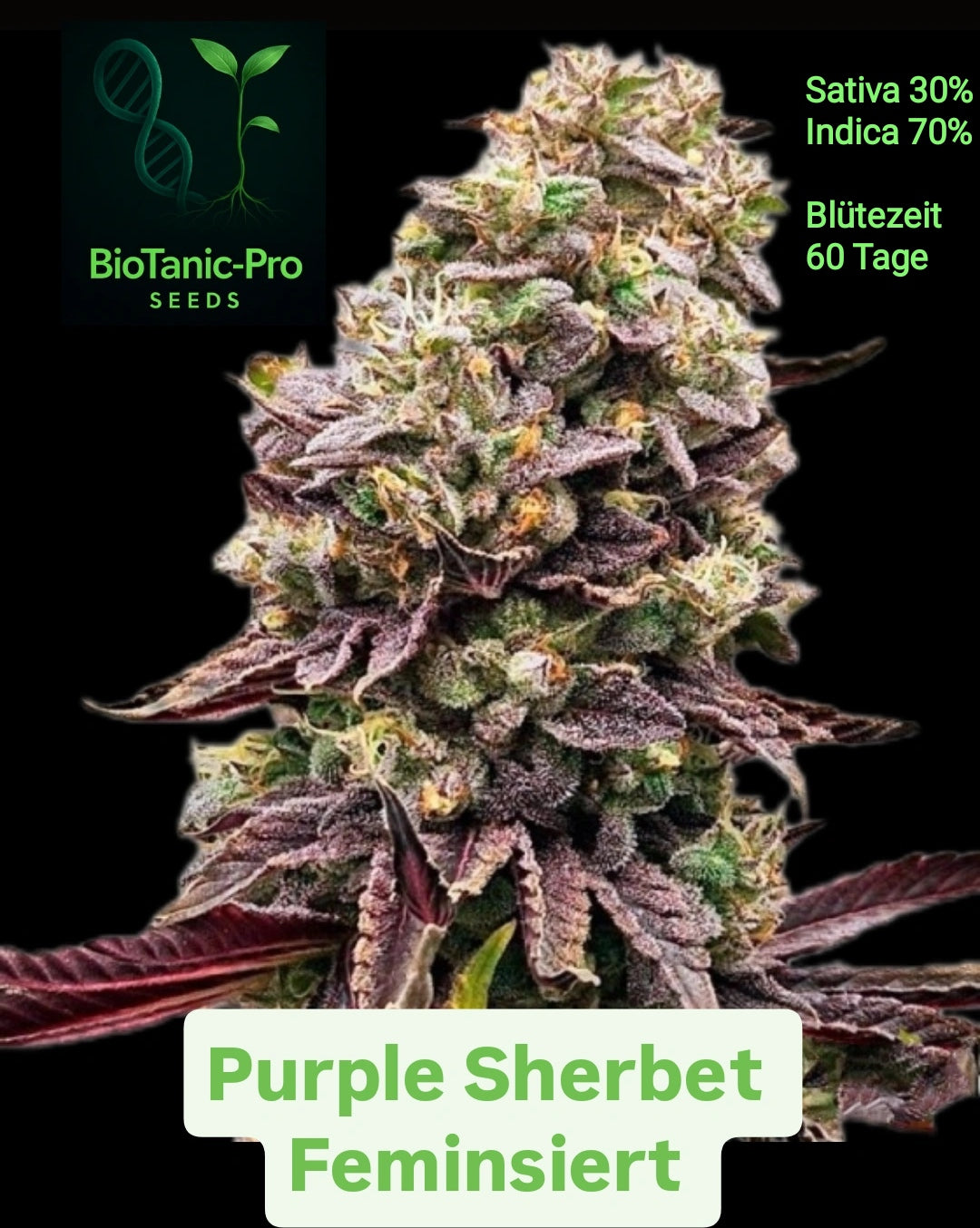 BioTanic-Pro Purple Sherbet Feminisiert Sativa 30% Indica 70% Blütezeit 60 Tage