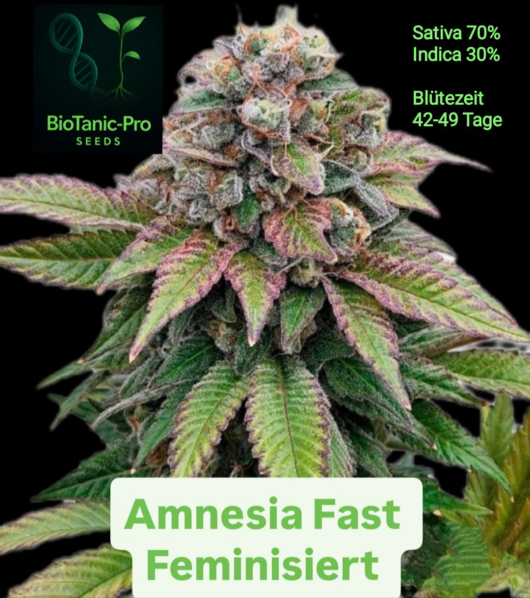 BioTanic-Pro Amnesia Fast Feminisiert Sativa 70% Indica 30% Blütezeit Nur 42-49 Tage