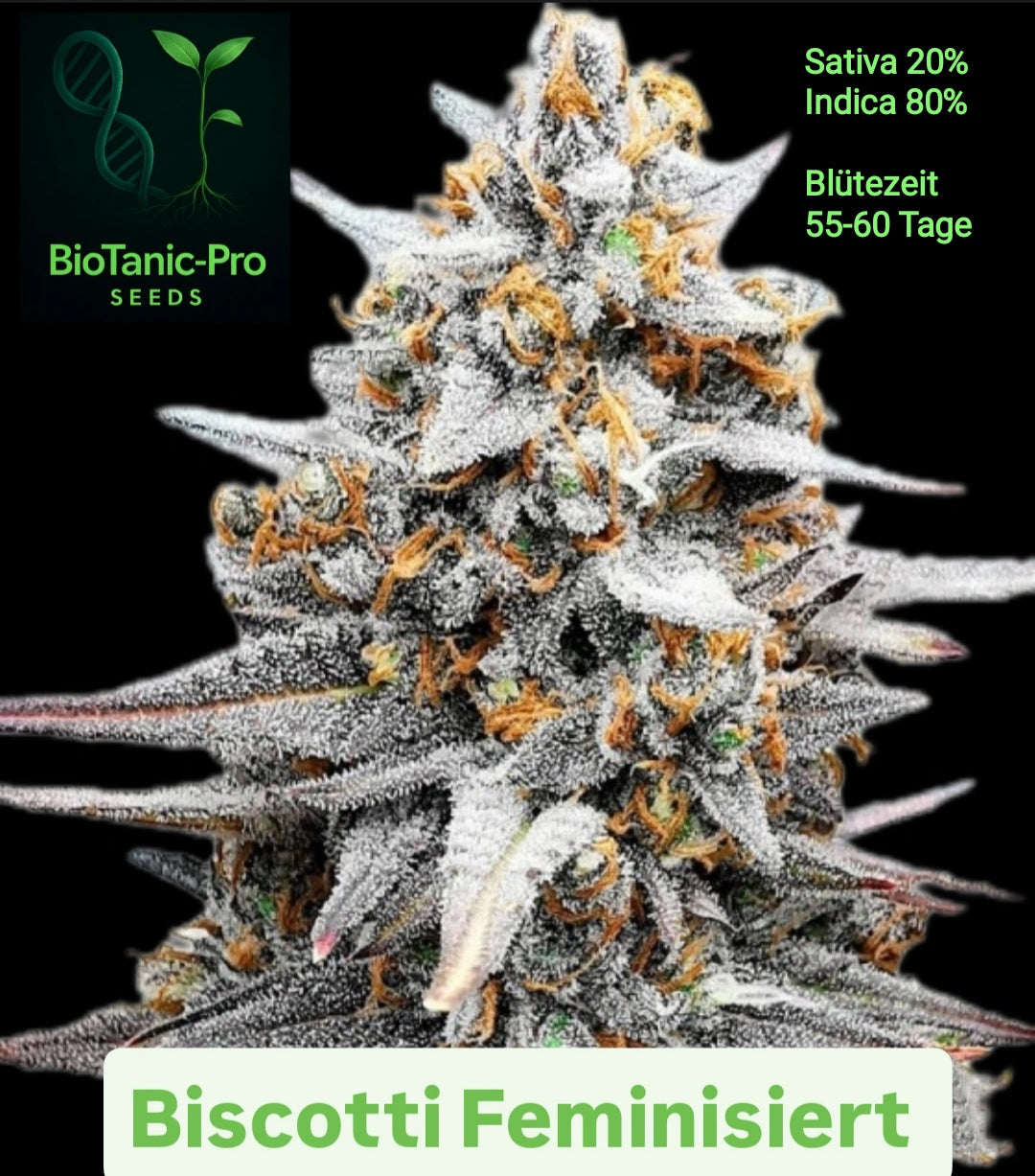 BioTanic-Pro Biscotti  Feminisiert Sativa 20% Indica 80% Blütezeit 55-60 Tage