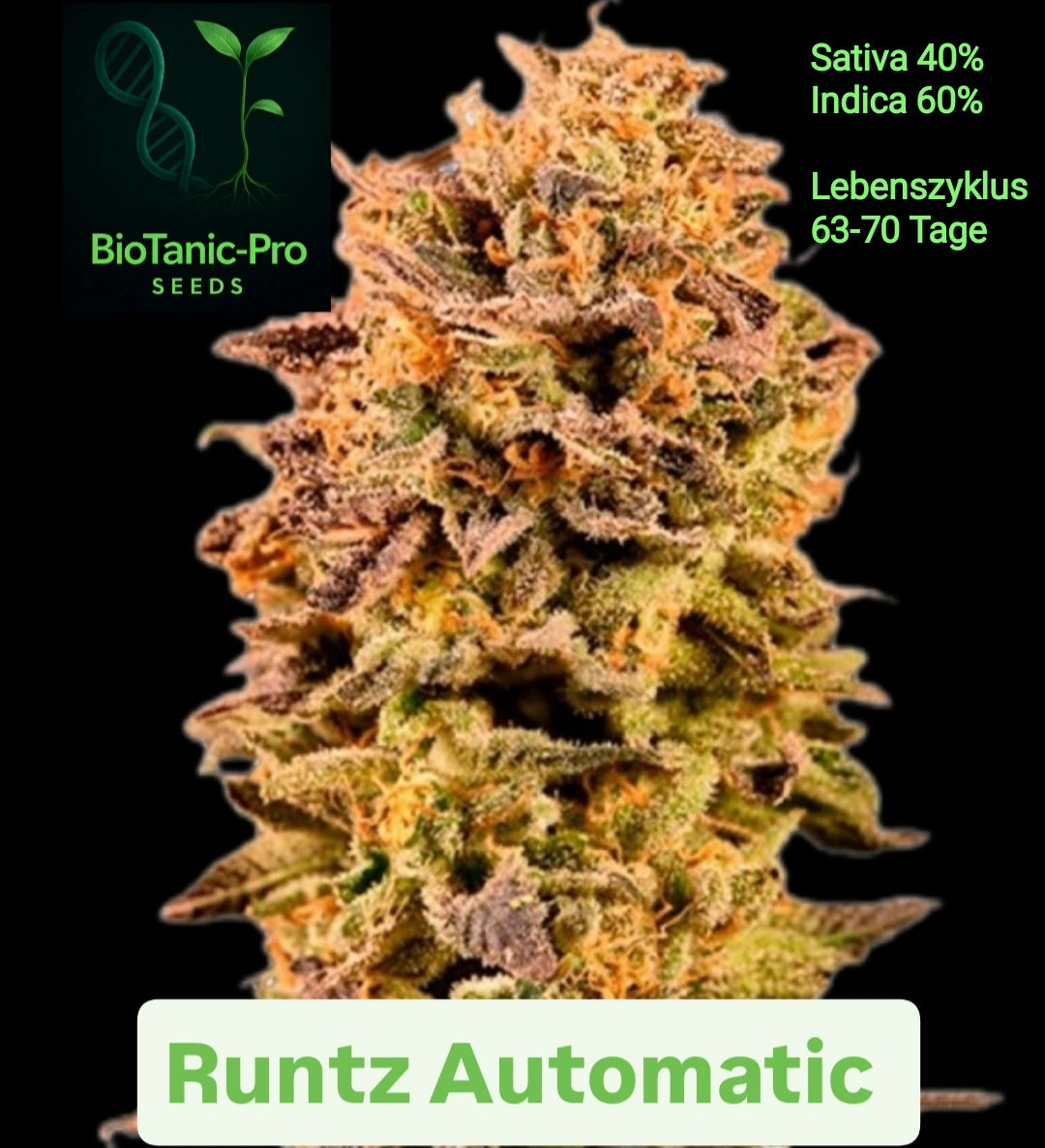 BioTanic-Pro Runtz Automatic Sativa 40% Indica 60% Lebenszyklus 63-70 Tage
