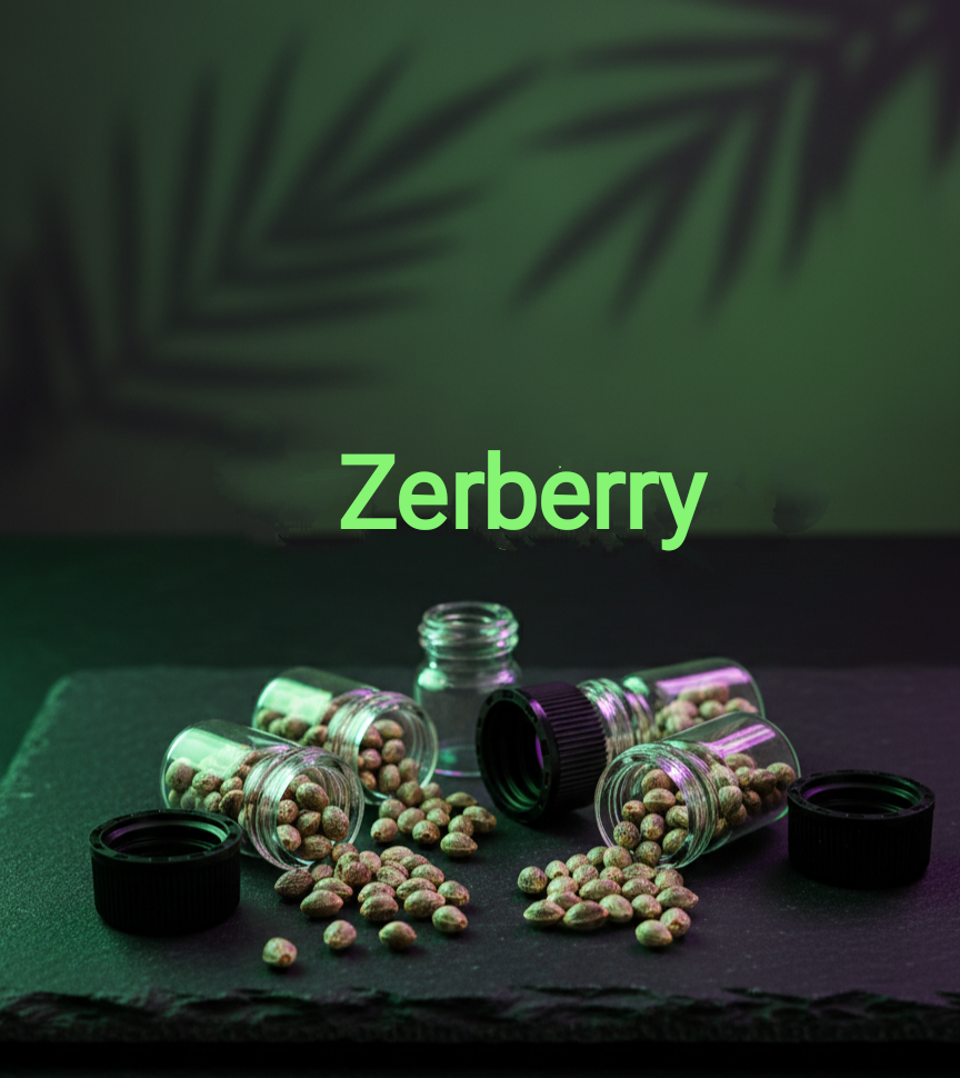 Zerberry Feminisiert Sativa 30% Indica 70% Blütezeit 60-65 Tage