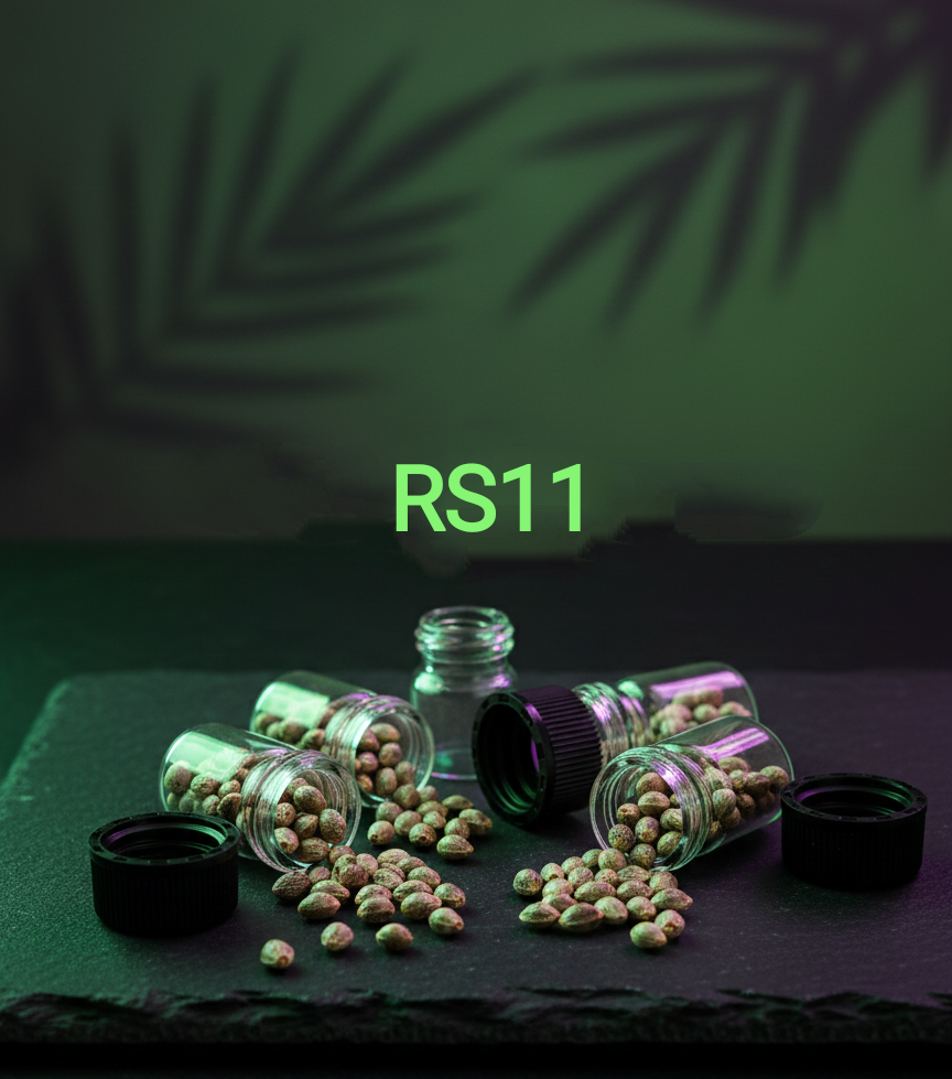 RS11  Feminisiert Sativa 30% Indica 70% Blütezeit 60 Tage Top Genetik