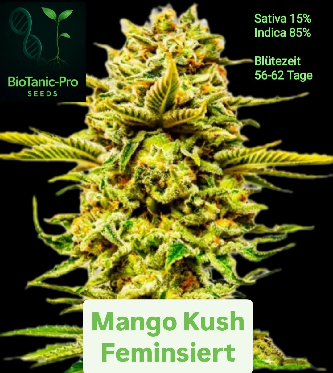 Mango Kush Feminisiert Sativa 15% Indica 85% Blütezeit 60-65 Tage