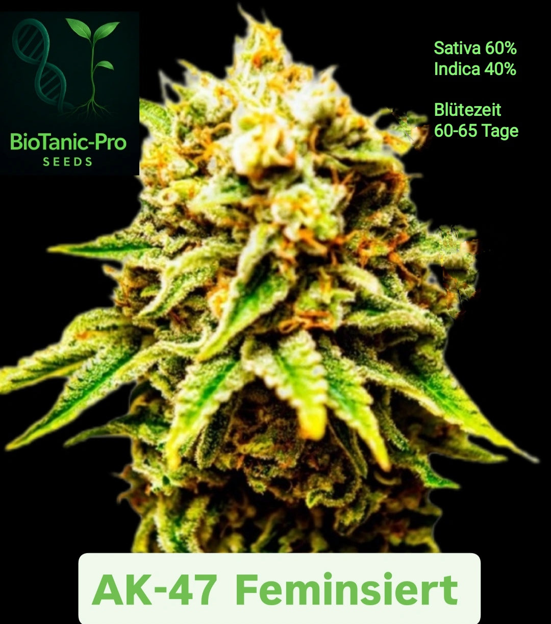 BioTanic-Pro AK-47 Feminisiert Sativa 60% Indica 40% Blütezeit 60-65 Tage Old School