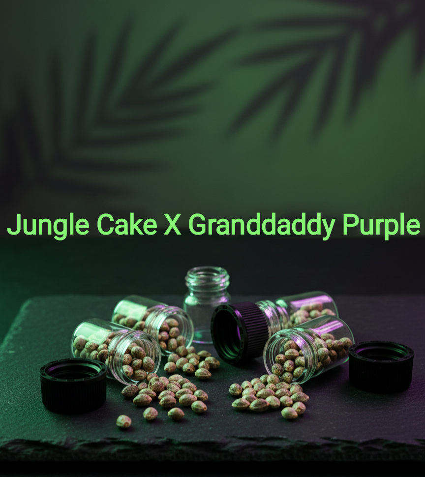 Jungle Cake X Granddaddy Purple Feminisiert Sativa 75% Sativa 25% Blütezeit 60-65 Tage