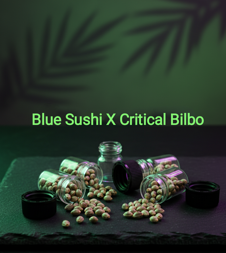 Blue Sushi x Critical Bilbo Feminisiert Sativa 35% Indica 65% Blütezeit 55-58 Tage