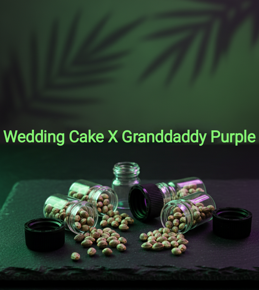 Wedding Cake x GDP (Granddaddy Purple) Feminisiert Sativa 20% Indica 80% Blütezeit 60-65 Tage