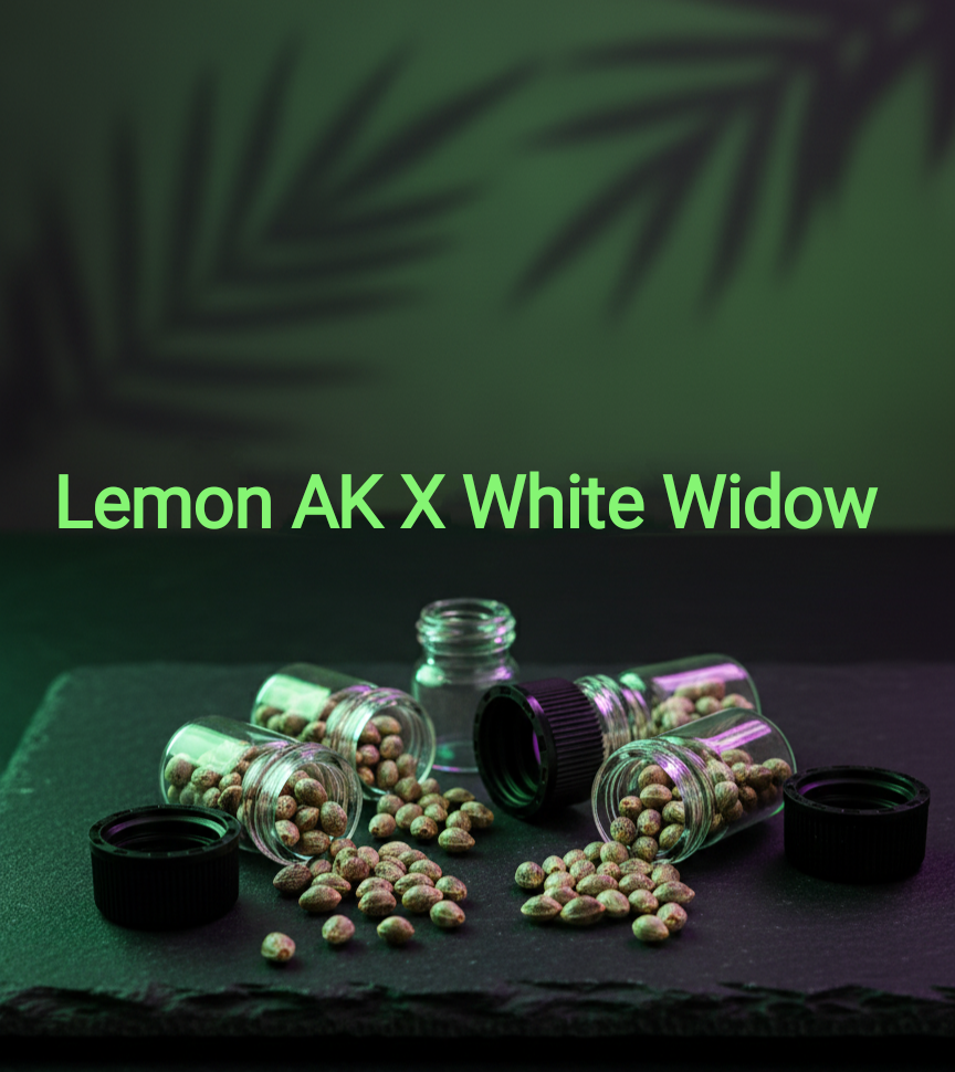 Lemon AK x WW (White Widow) Feminisiert Sativa 60% Indica 40% Blütezeit 60 Tage