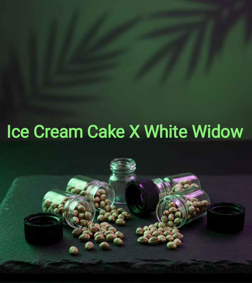 Ice Cream Cake x WW (White Widow) Feminisiert Sativa 25% Indica 75% Blütezeit 60-65 Tage