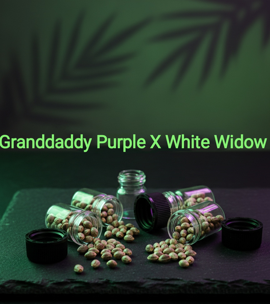 Granddaddy Purple x WW (White Widow) Feminisiert Sativa 25% Indica 75% Blütezeit 60 Tage