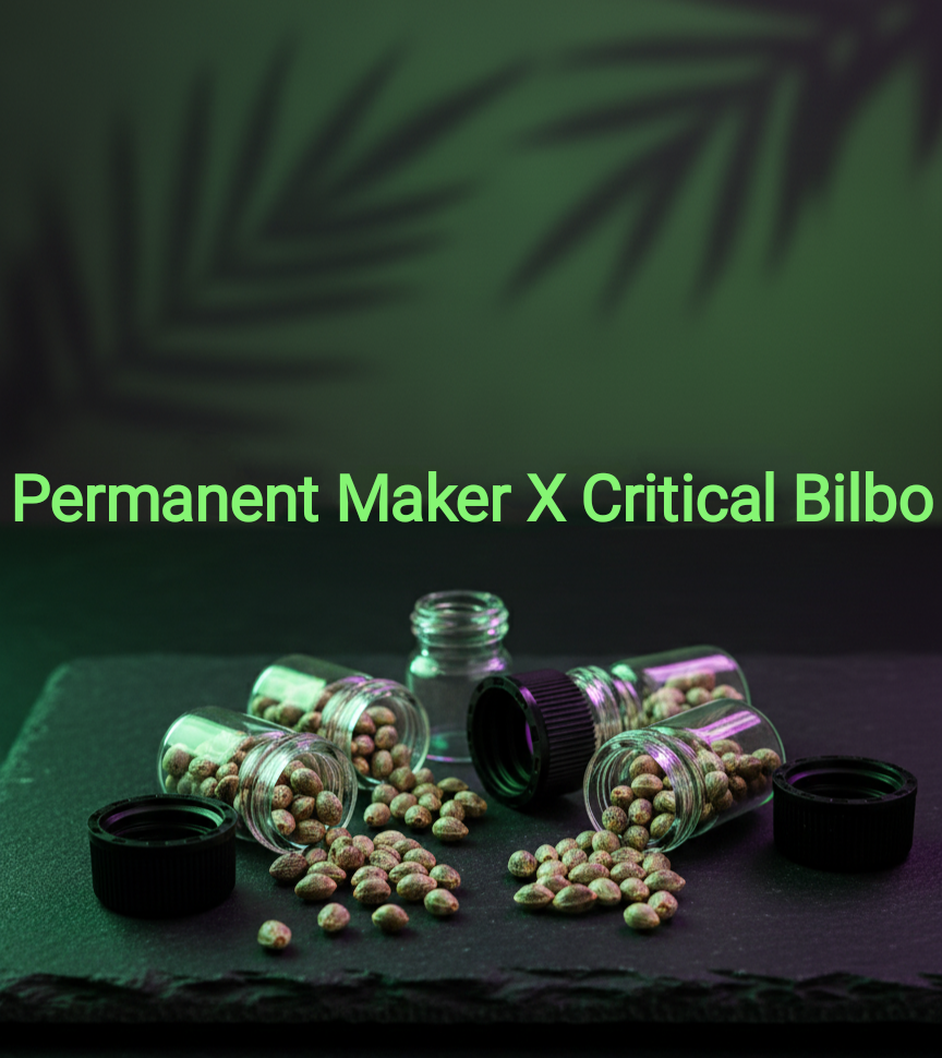 Permanent Marker x Critical Bilbo (CB) Feminisiert Sativa 30% Indica 70% Blütezeit 55-60 Tage