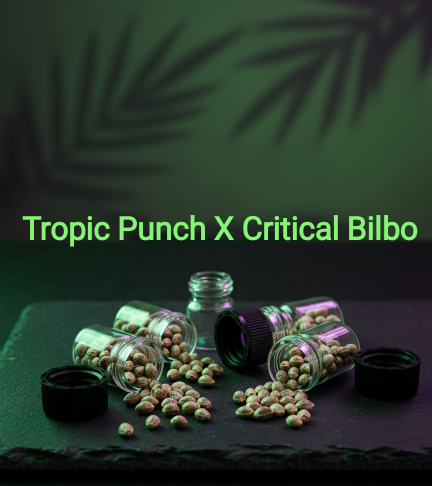 Tropic Punch x Critical Bilbo (CB) Feminisiert Sativa 30% Indica 70% Blütezeit Nur 55-60 Tage