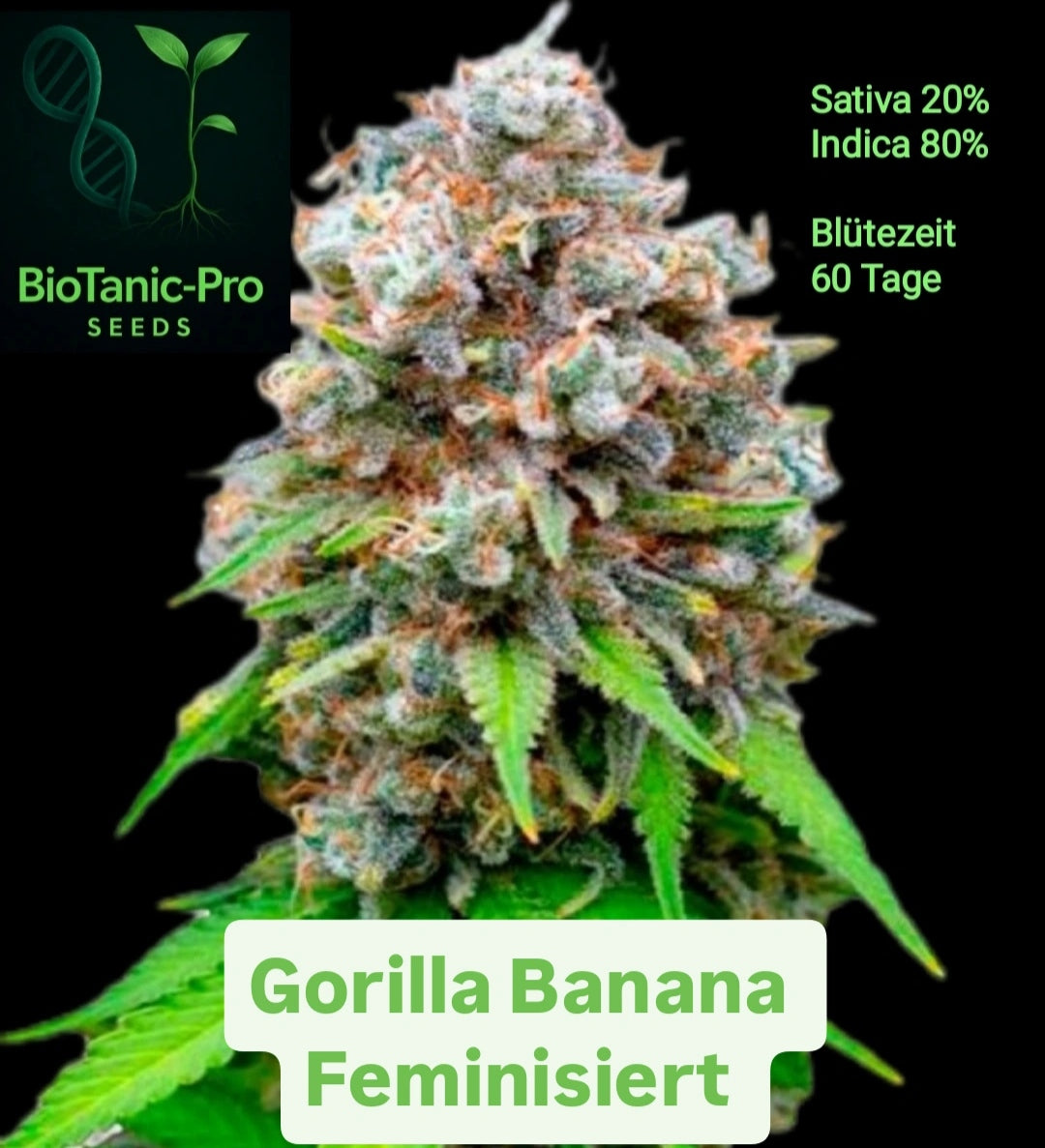 Gorilla Banana Feminisiert Sativa 20% Indica 80% Blütezeit 56-63 Tage