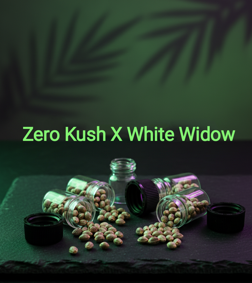 Zero Kush X White Widow Sativa 25% Indica 75% Blütezeit 58-63 Tage