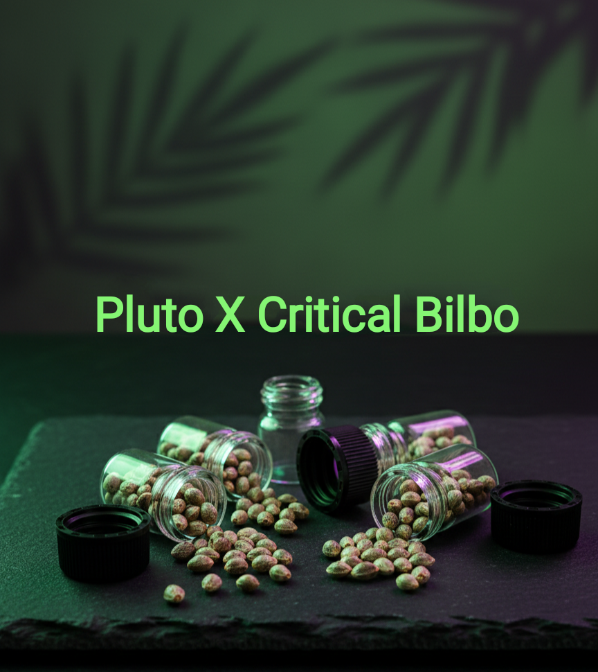 Pluto X Critical Bilbo Feminisiert Sativa 30% Indica 70% Blütezeit Nur 55-62 Tage