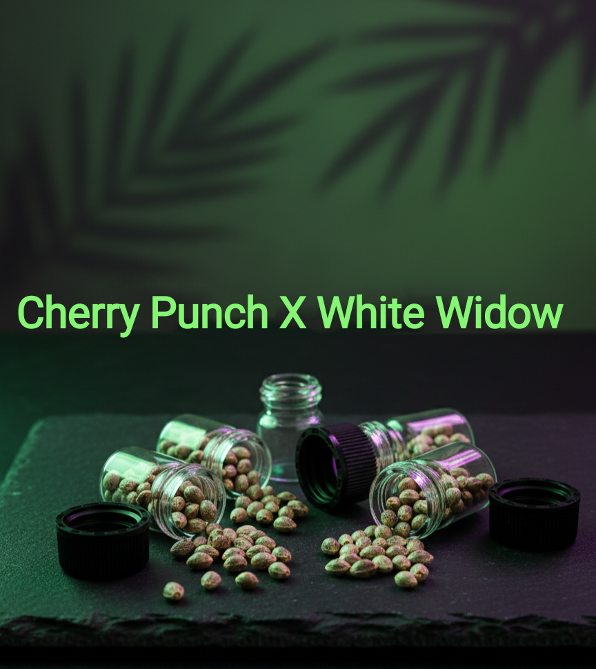 Cherry Punch x White Widow Feminisiert Sativa 40% Indica 60% Blütezeit 60-65 Tage