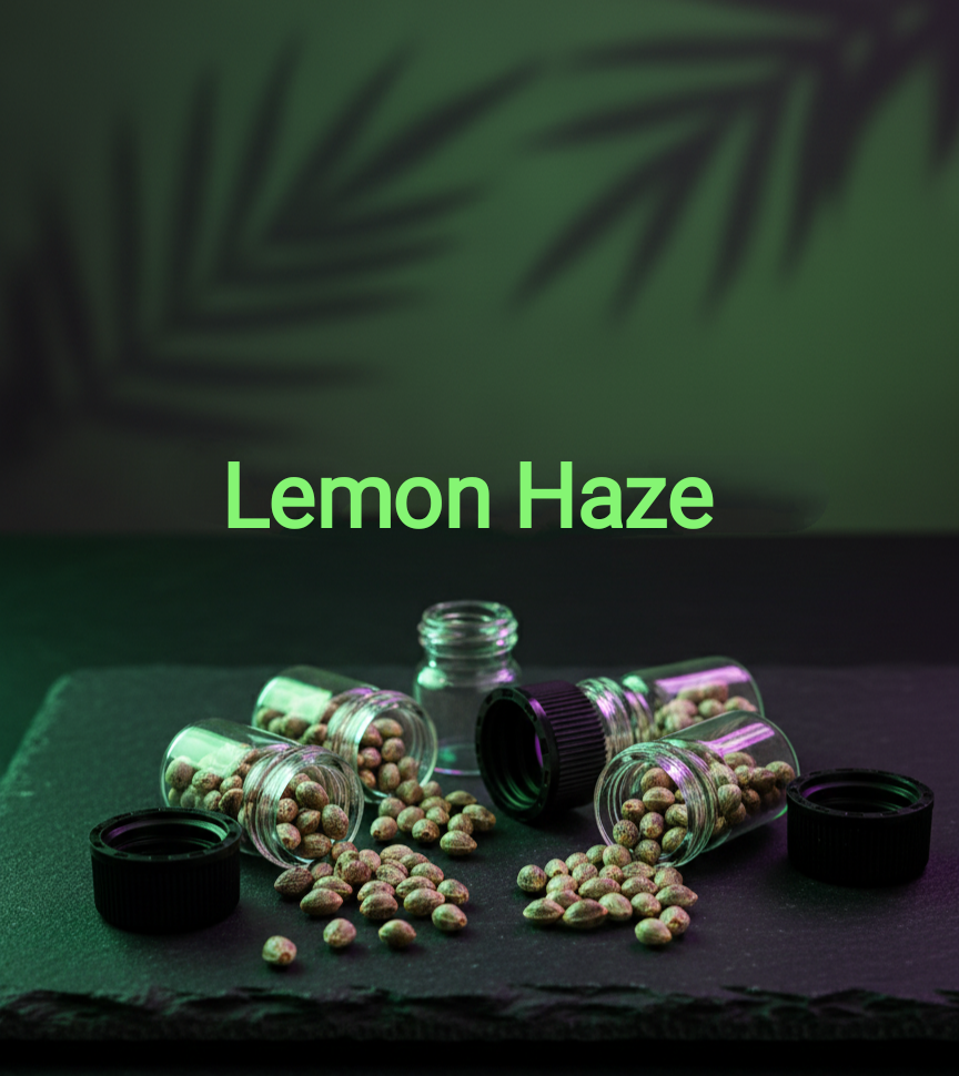 Lemon Haze Feminisiert Sativa 70% Indica 30% Blütezeit 63-70 Tage