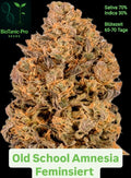 Old School Amnesia Feminisiert Sativa 85% Indica15% Blütezeit 62-65 Tage Coffeeshop feeling ende der 90er Jahre