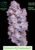 Chimera #3 die Harzkönigin zum Mega Angebot Sativa 40% Indica 60% Blütezeit 60-65 Tage