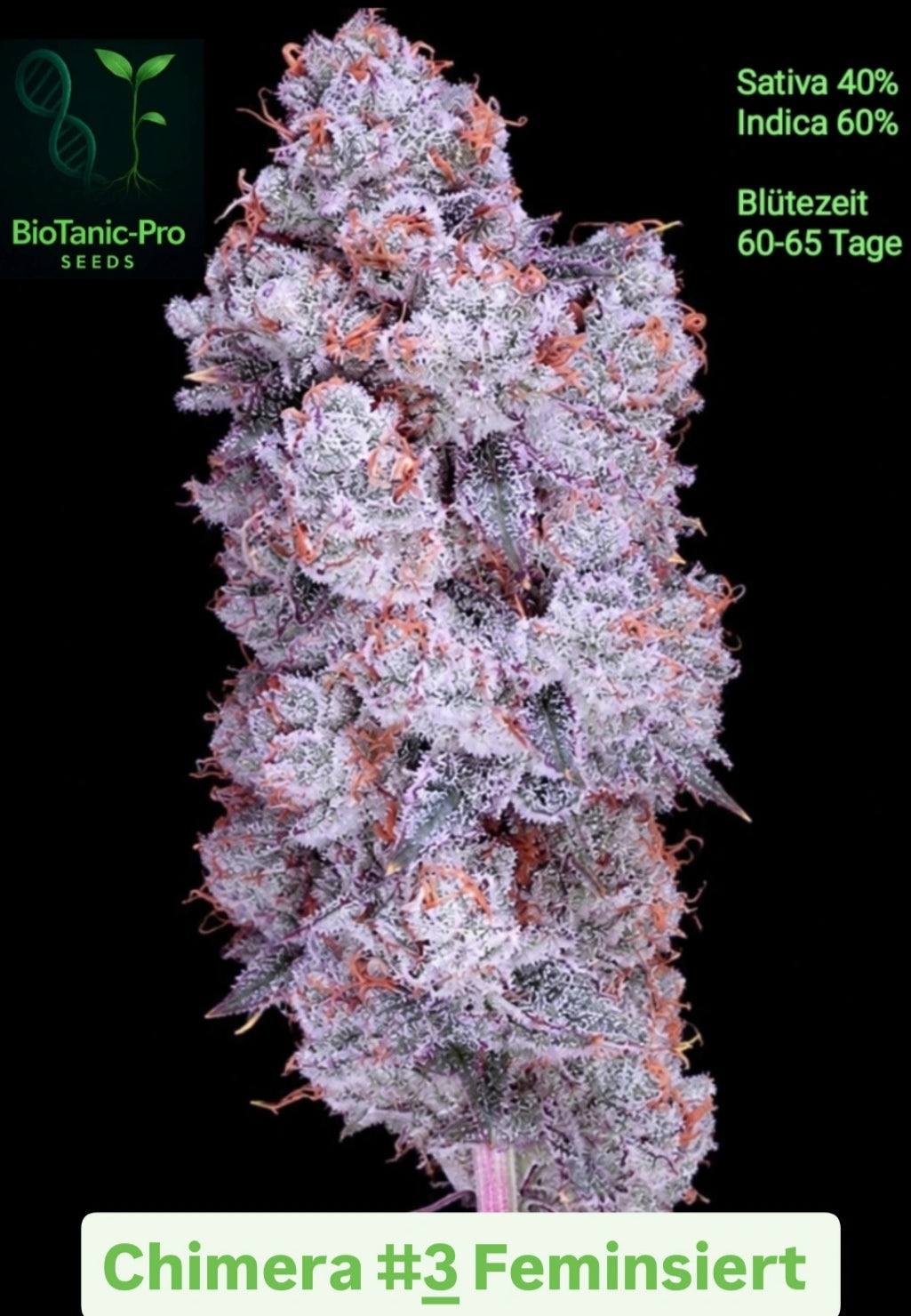 Chimera #3 die Harzkönigin zum Mega Angebot Sativa 40% Indica 60% Blütezeit 60-65 Tage