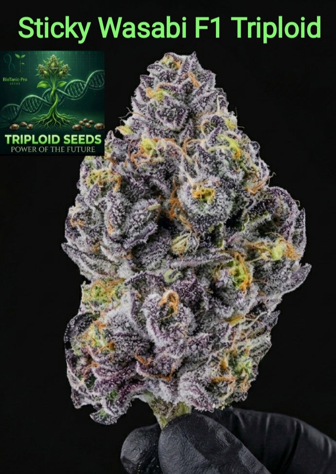 STICKY WASABI TRIPLOID F1 – Die Harzmaschine Sativa 50% Indica 50% Blütezeit 50-55 Tage Versand startet ab Dienstag