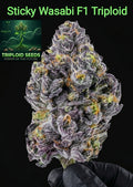 STICKY WASABI TRIPLOID F1 – Die Harzmaschine Sativa 50% Indica 50% Blütezeit 50-55 Tage Versand startet ab Dienstag