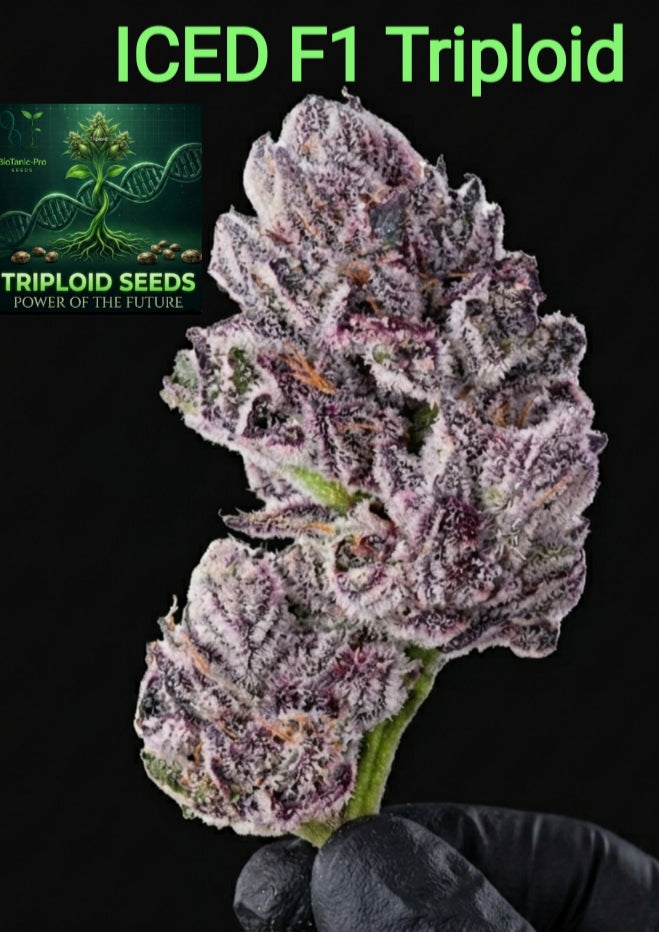 ICED TRIPLOID F1 – Die frostige THC-Revolution Sativa 40% Indica 60% Blütezeit 55-58 Tage Versand startet ab Dienstag