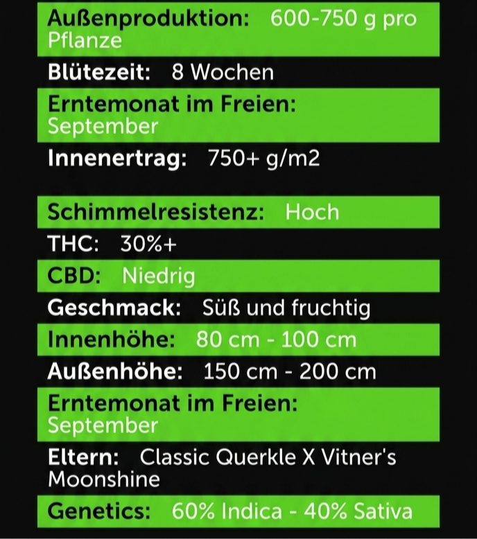 ICED TRIPLOID F1 – Die frostige THC-Revolution Sativa 40% Indica 60% Blütezeit 55-58 Tage Versand startet ab Dienstag