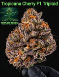 TROPICANA CHERRY F1 TRIPLOID – Das fruchtige THC-Kraftpaket Sativa 50% Indica 50% Blütezeit 55.58 Tage Versand startet ab Dienstag