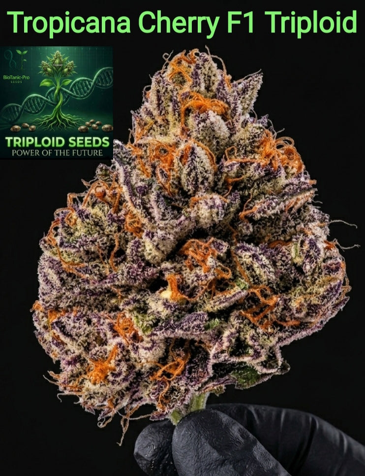 TROPICANA CHERRY F1 TRIPLOID – Das fruchtige THC-Kraftpaket Sativa 50% Indica 50% Blütezeit 55.58 Tage Versand startet ab Dienstag