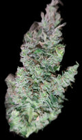 Northern Lights Automática Sativa 20% Índica 80% Ciclo de vida desde la germinación 9-10 semanas