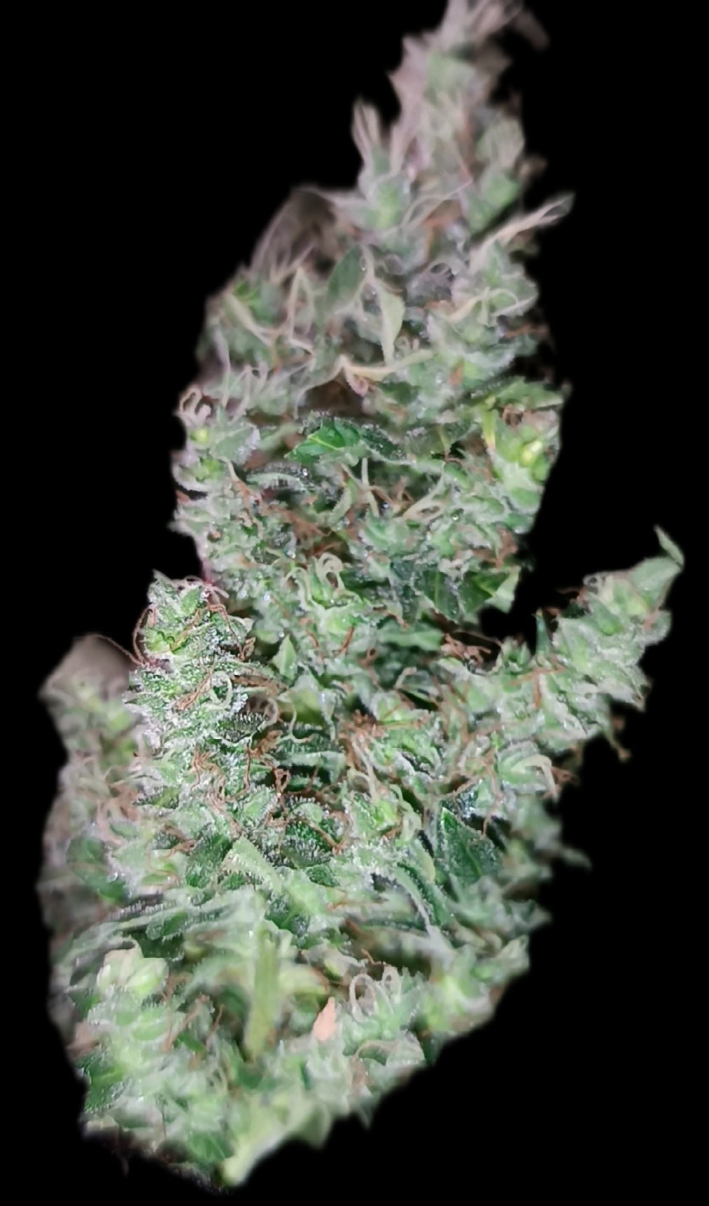 Northern Lights Automática Sativa 20% Índica 80% Ciclo de vida desde la germinación 9-10 semanas