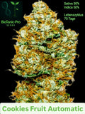 Cookies Fruit Automatic Sativa 50% Indica 50% Lebenszyklus 70 Tage