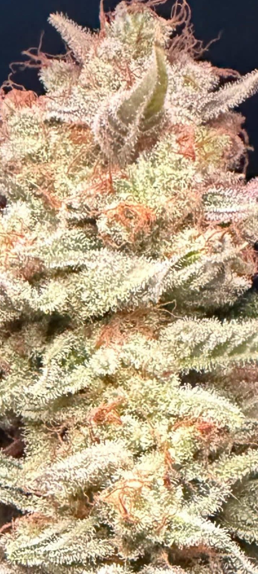 BioTanic-Pro Orange X G13 Feminisiert Sativa 30% Indica 70% Blütezeit 65 Tage Top Genetik