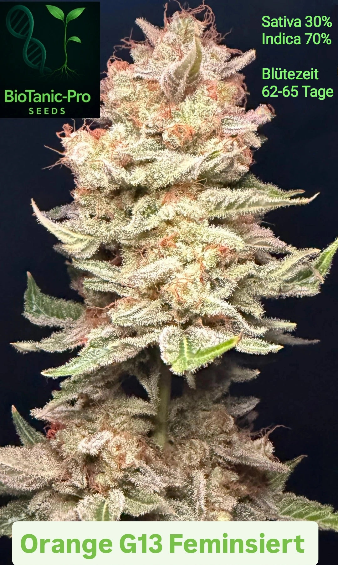 BioTanic-Pro Orange X G13 Feminisiert Sativa 30% Indica 70% Blütezeit 65 Tage Top Genetik