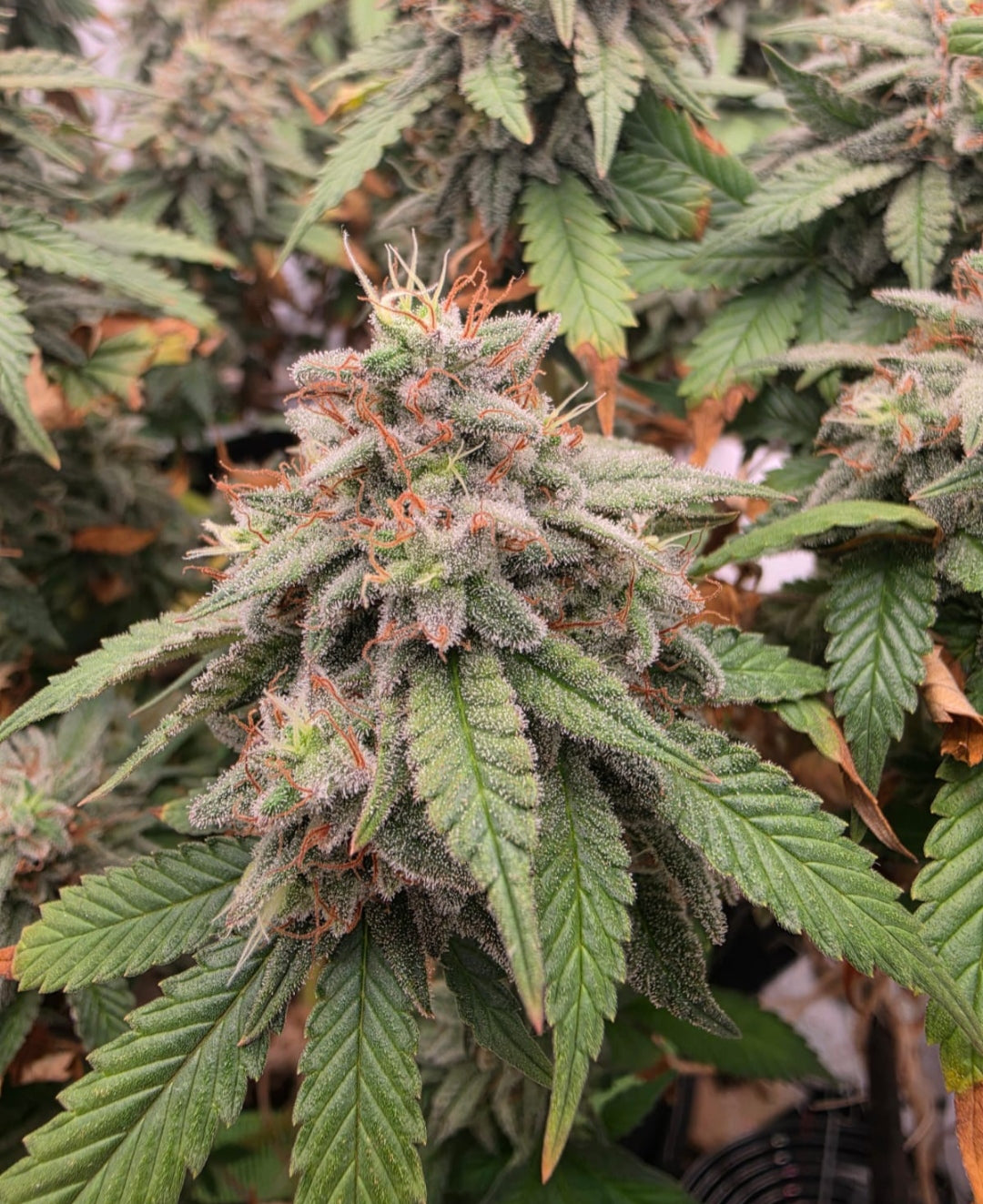 Dark Hakusai X CB Feminisiert  Sativa 30% Indica 70% Blütezeit 55-63 Tage