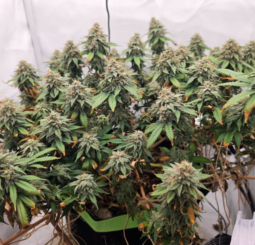 Dark Hakusai X CB Feminisiert  Sativa 30% Indica 70% Blütezeit 55-63 Tage
