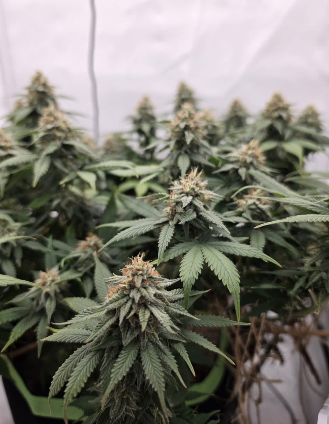 Dark Hakusai X CB Feminisiert  Sativa 30% Indica 70% Blütezeit 55-63 Tage