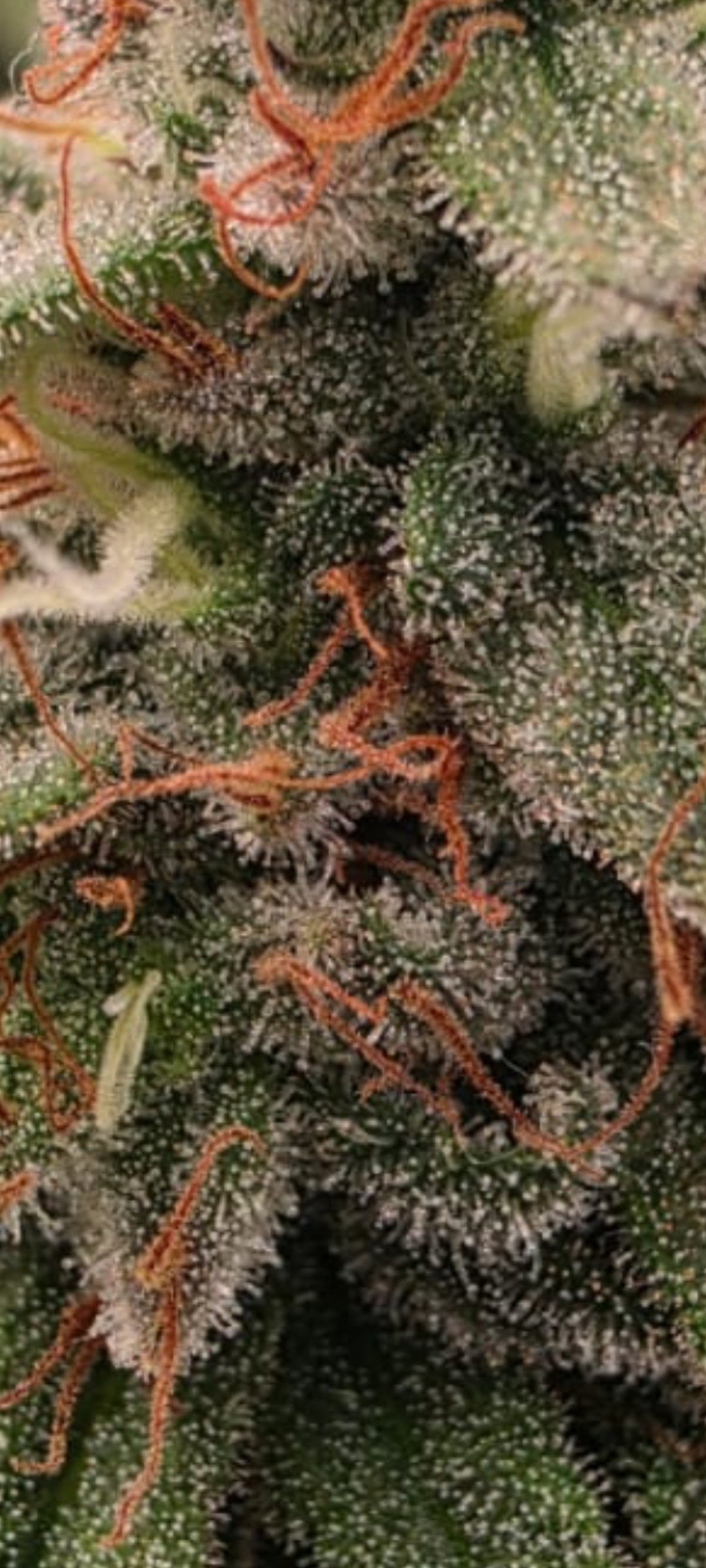 Dark Hakusai X CB Feminisiert  Sativa 30% Indica 70% Blütezeit 55-63 Tage