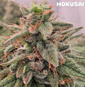 Dark Hakusai X CB Feminisiert  Sativa 30% Indica 70% Blütezeit 55-63 Tage