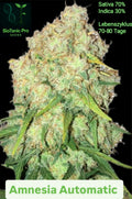 BioTanic-Pro Amnesia Automatic Sativa 70% Indica 30% Lebenszyklus 70-80 tage Die legendäre Sativa im Express Takt